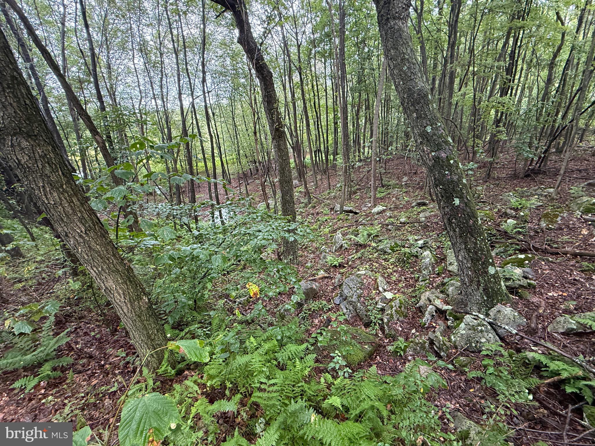 0 Pinnacle Road Keyser, WV 26726 - Photo 15 of 61