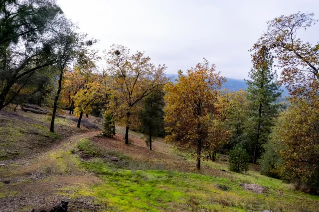 a view of a forest with trees in the background