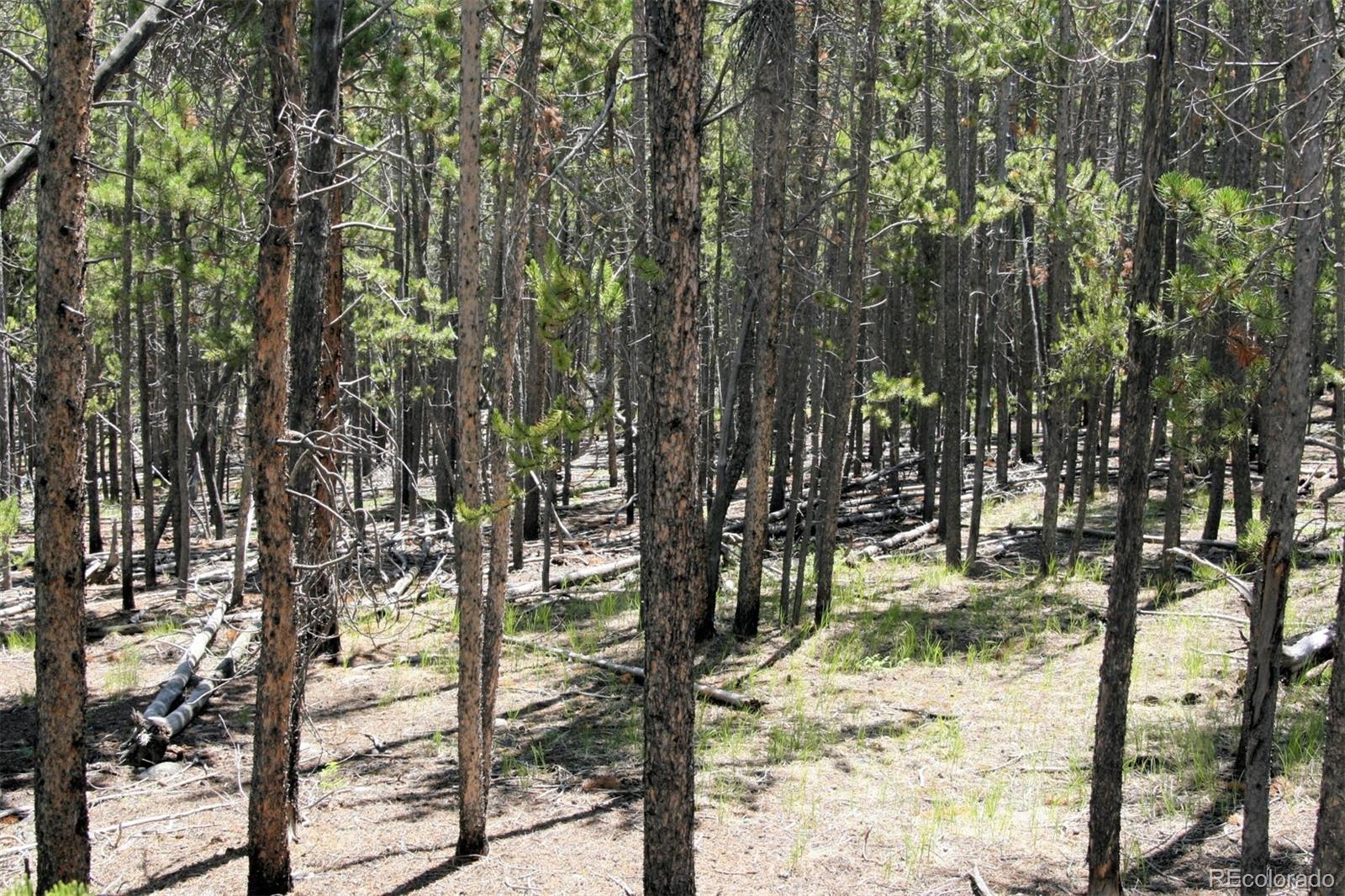 Thompson Park Road Fairplay, CO 80440 - Photo 19 of 25 Gallery Image 19