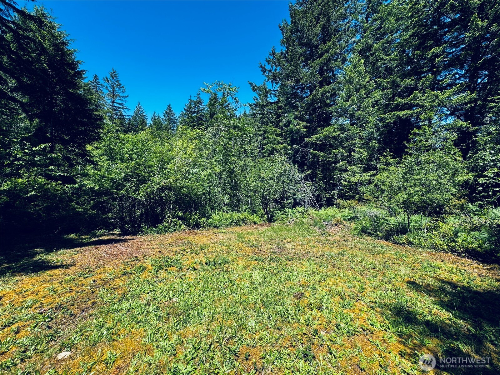 401 East Sunset Ridge Road Union, WA 98592 - Photo 34 of 37 a view of a yard with plants and large trees