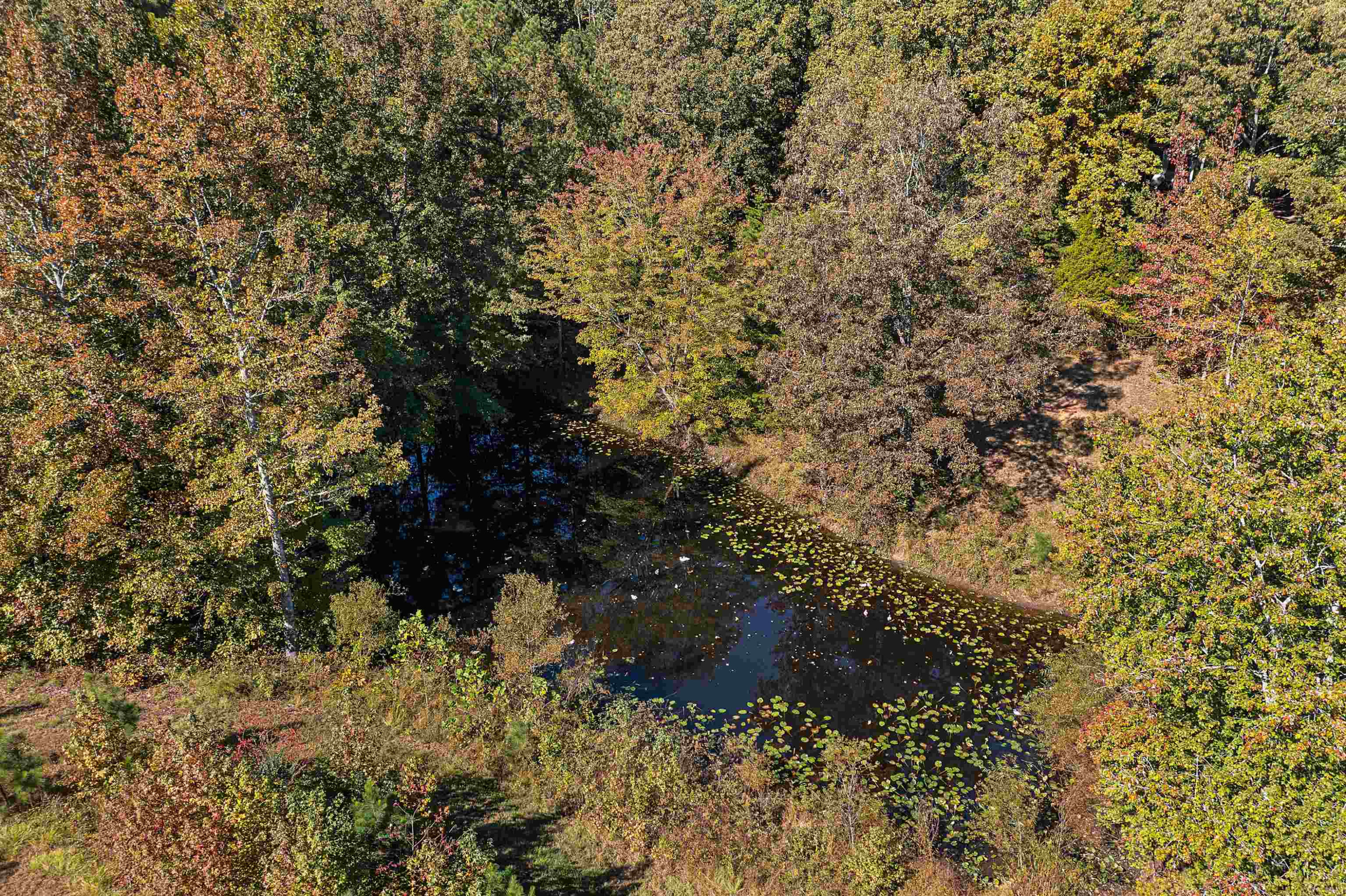 30 Hopewell Church Road Lavinia, TN 38348 - Photo 26 of 31 a view of a yard with a tree