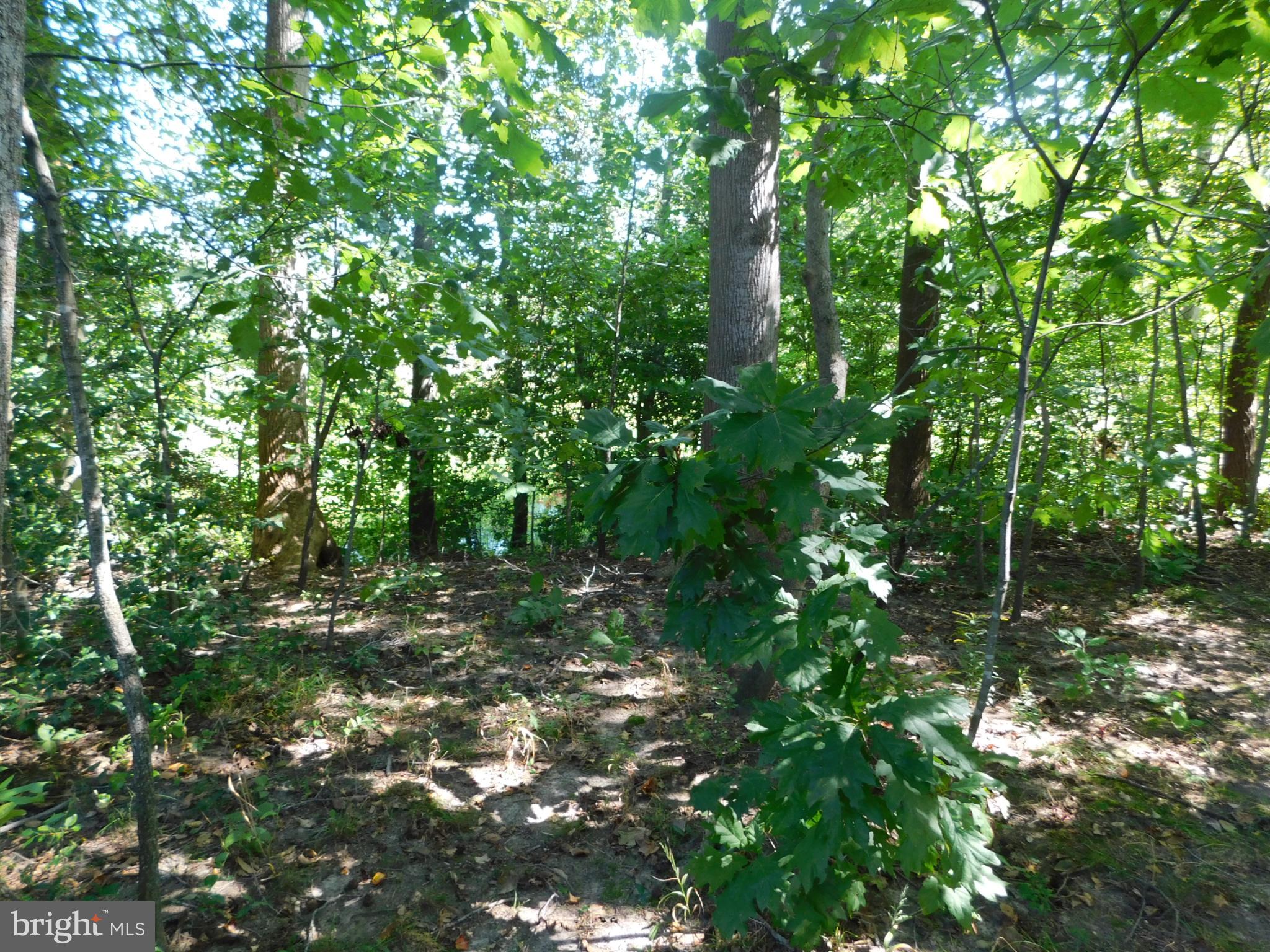 28 Baltray Road Dover, DE 19904 - Photo 65 of 73 a view of a tree in a yard