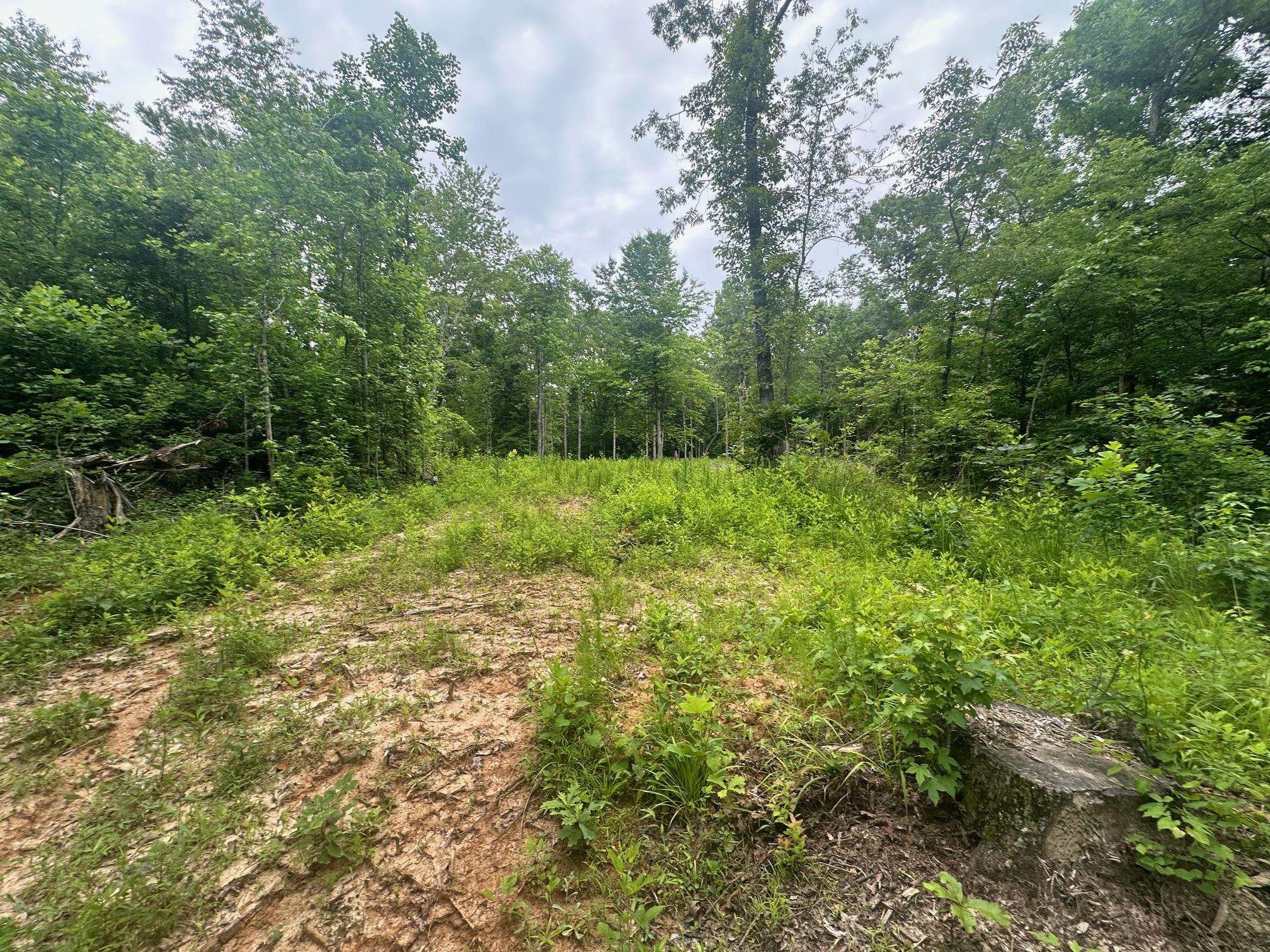 7 Butler Road Pinson, TN 38366 - Photo 5 of 19 View of tree filled area