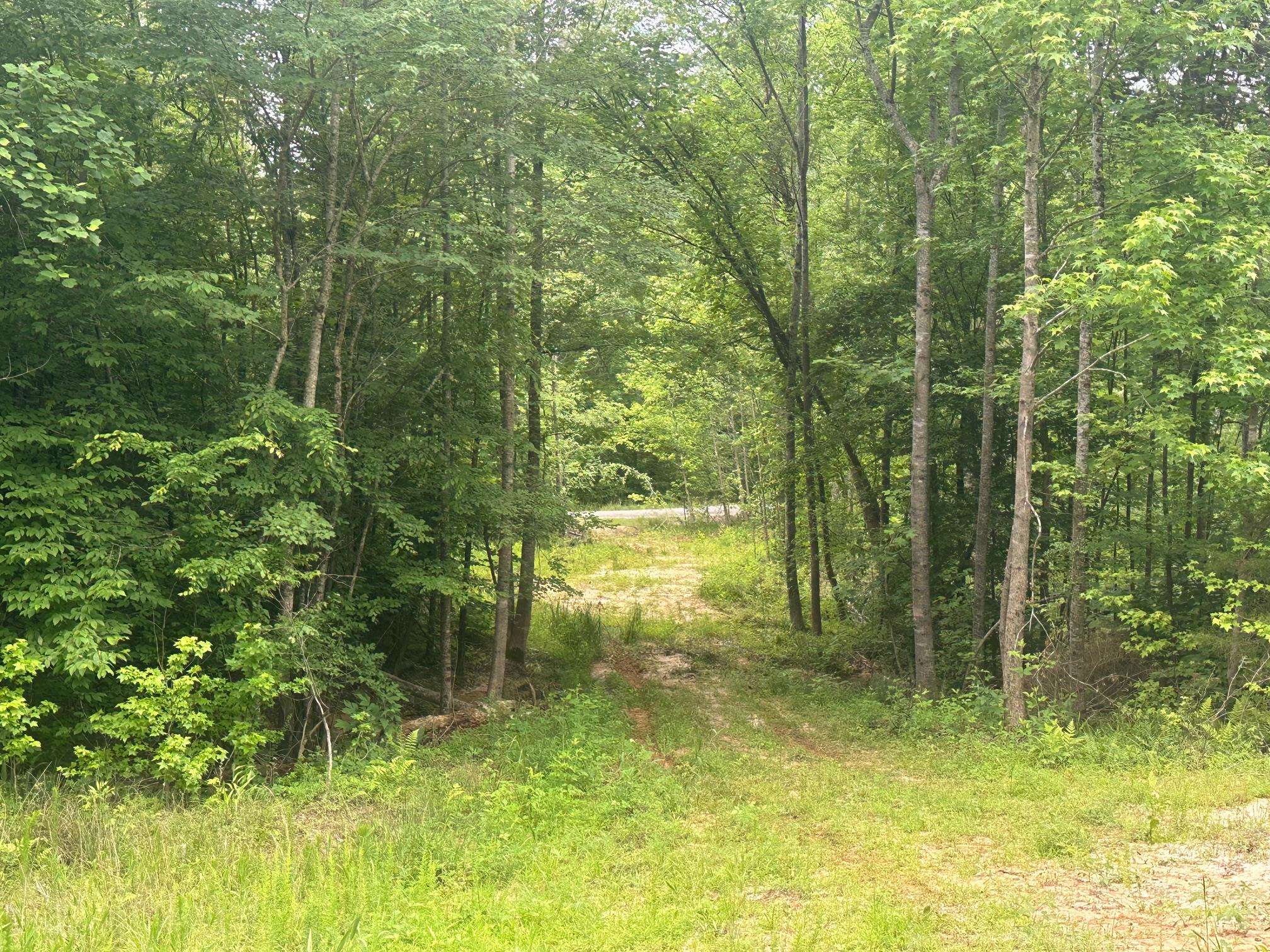 7 Butler Road Pinson, TN 38366 - Photo 7 of 19 View of woods
