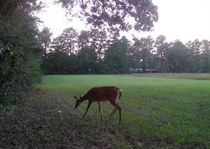 138 Gilcrease Road Montgomery, LA 71454 - Photo 16 of 18 Gallery Image 16