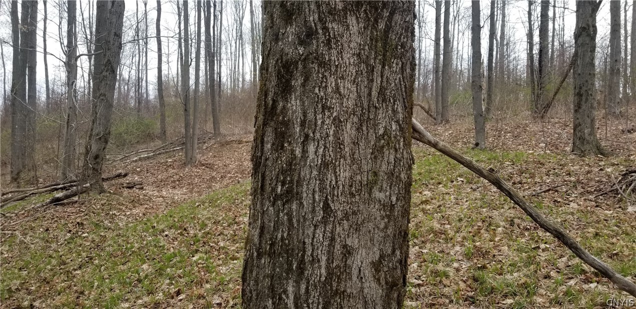 0 Doolittle Road Lockwood, NY 14859 - Photo 9 of 37