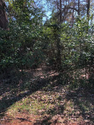 a view of a forest with a tree