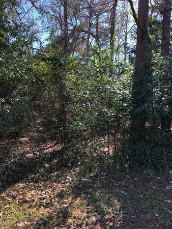 a view of a large yard with lots of plants