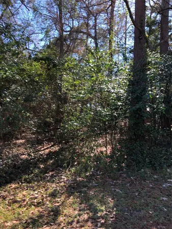 a view of a tree in a yard