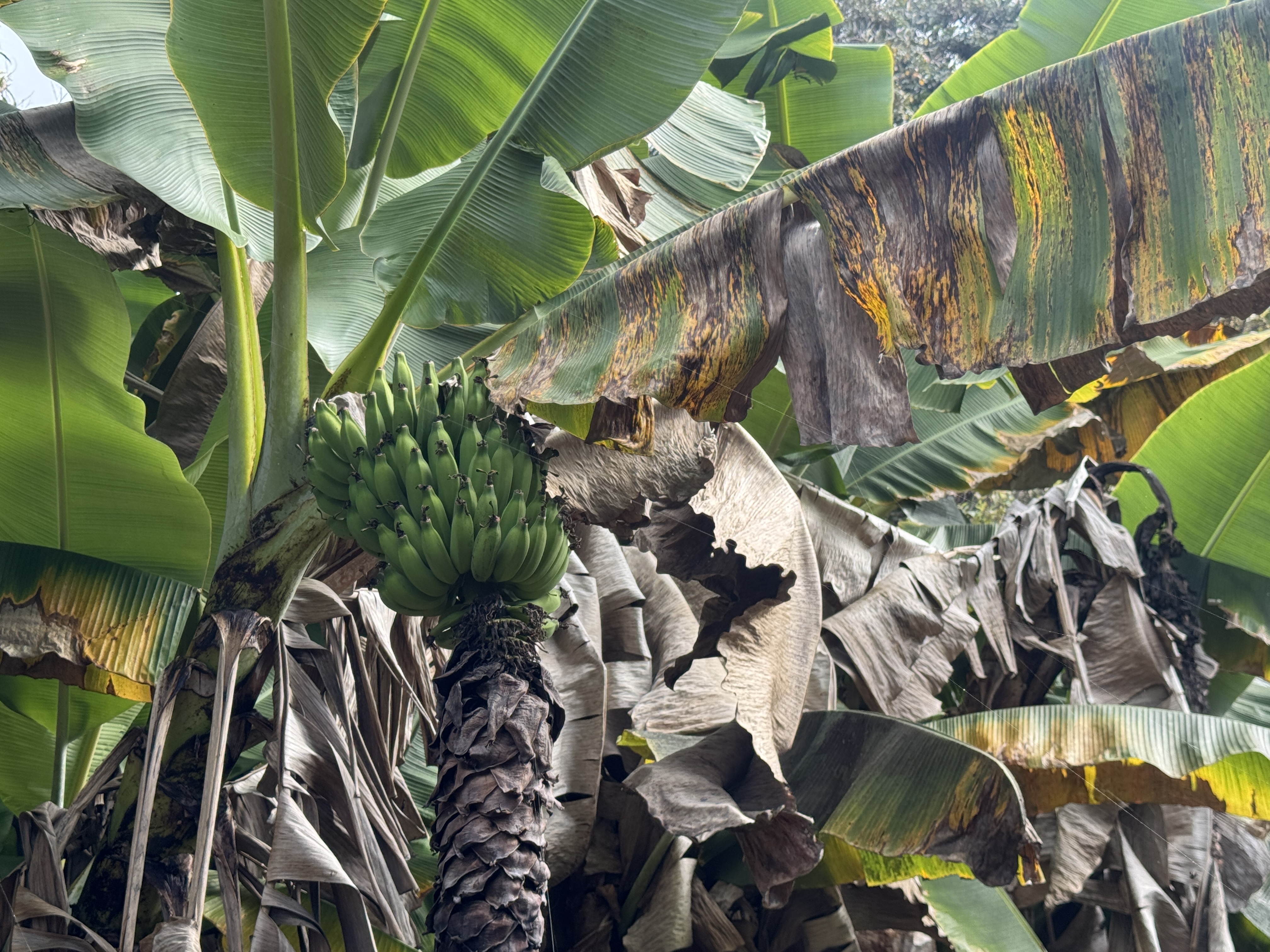 84-5040 Hawaiʻi Belt Road Captain Cook, HI 96704 - Photo 28 of 30 a view of banana tree