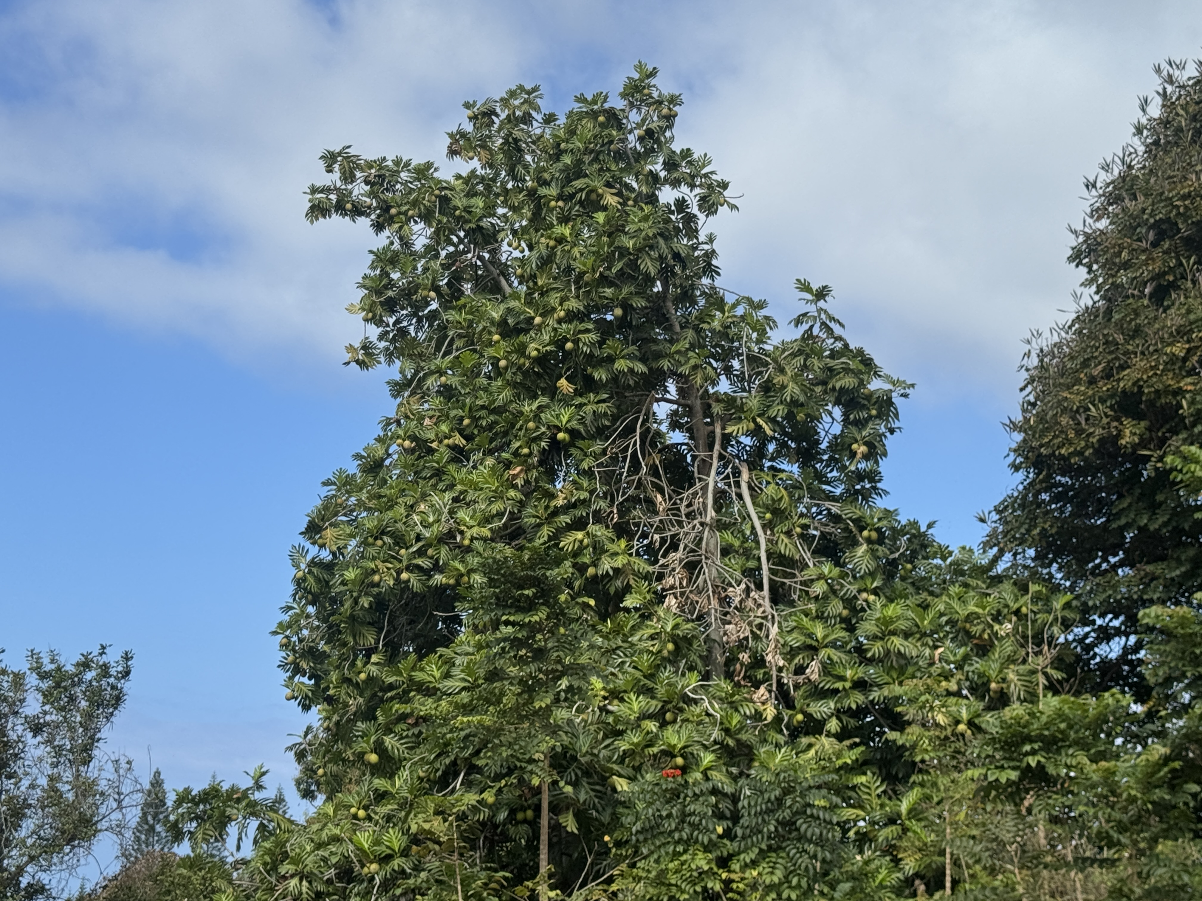 84-5040 Hawaiʻi Belt Road Captain Cook, HI 96704 - Photo 30 of 30 a plant that is in a garden
