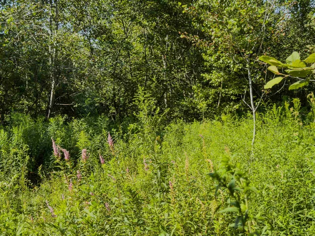 $349,900 | 0 Brushwood Road, Unit 104, Pike, NH 03780