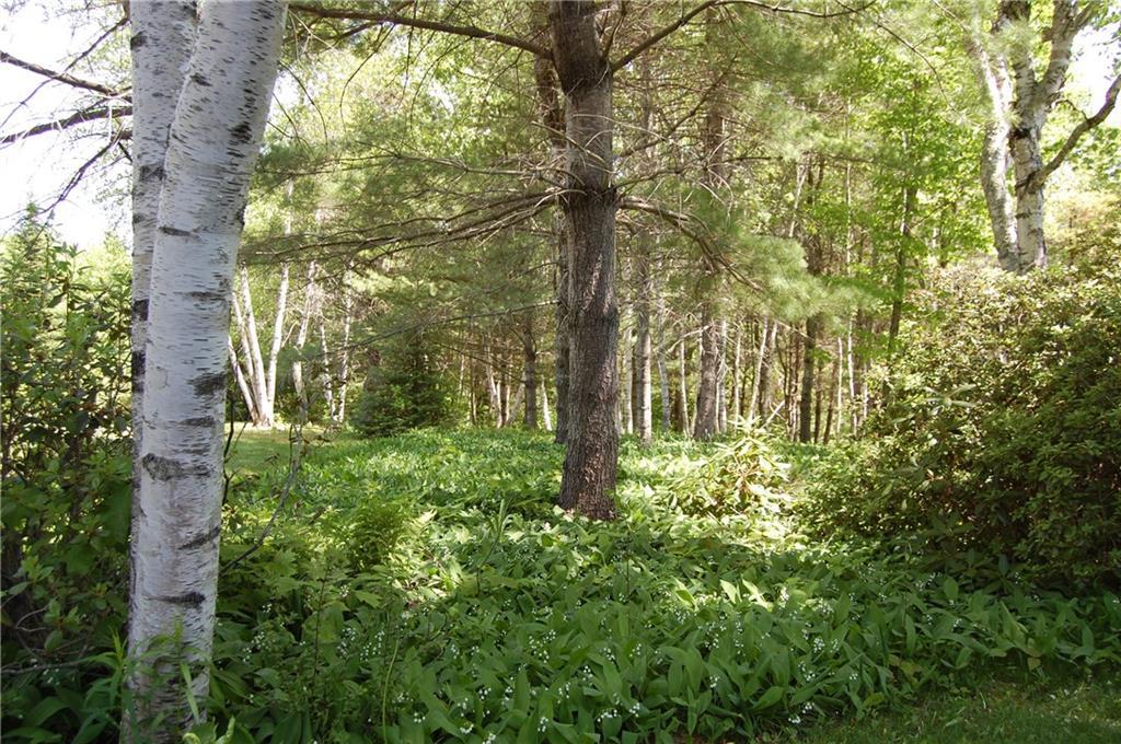 58 Waldoboro Road Washington, ME 04574 - Photo 35 of 35 White birch tree grove blanketed...