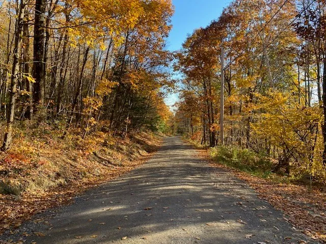 a view of a yard with trees