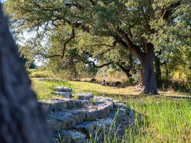 a view of a yard with plants and large trees