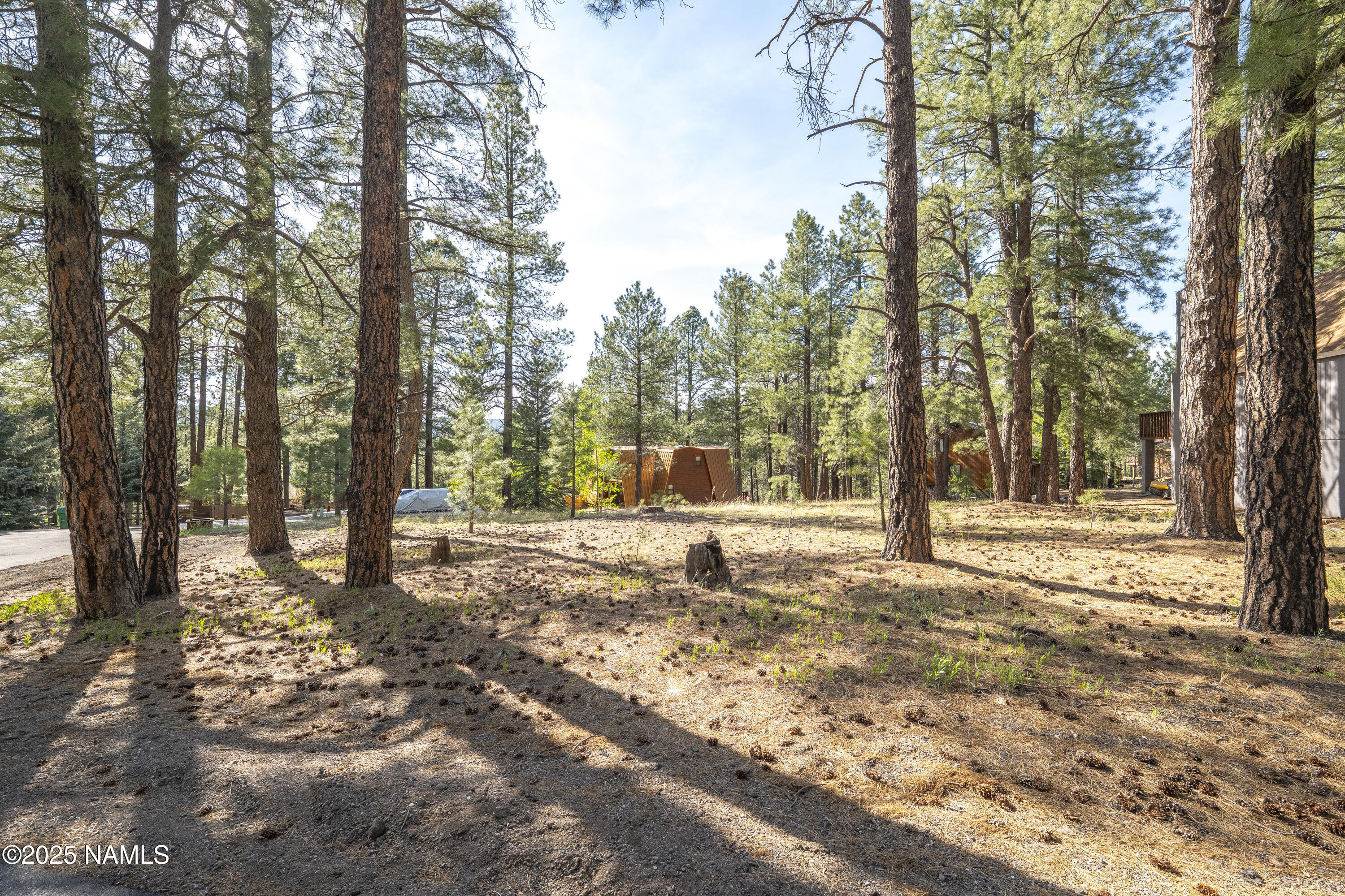 4263 Canyon Loop Flagstaff, AZ 86005 - Photo 4 of 9 a view of a yard with trees