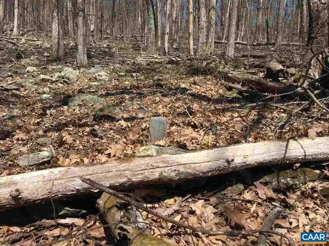 a view of a large tree