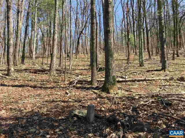 a view of a yard with large trees