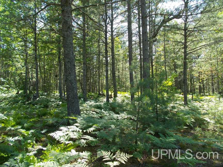Tbd 155 Acres Off Reservoir Dam Road Seney, MI 49883 - Photo 16 of 23