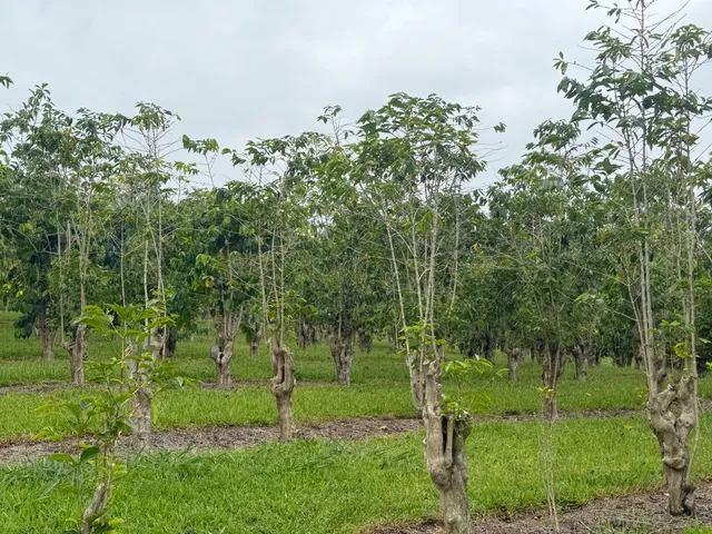 a view of a lush green forest