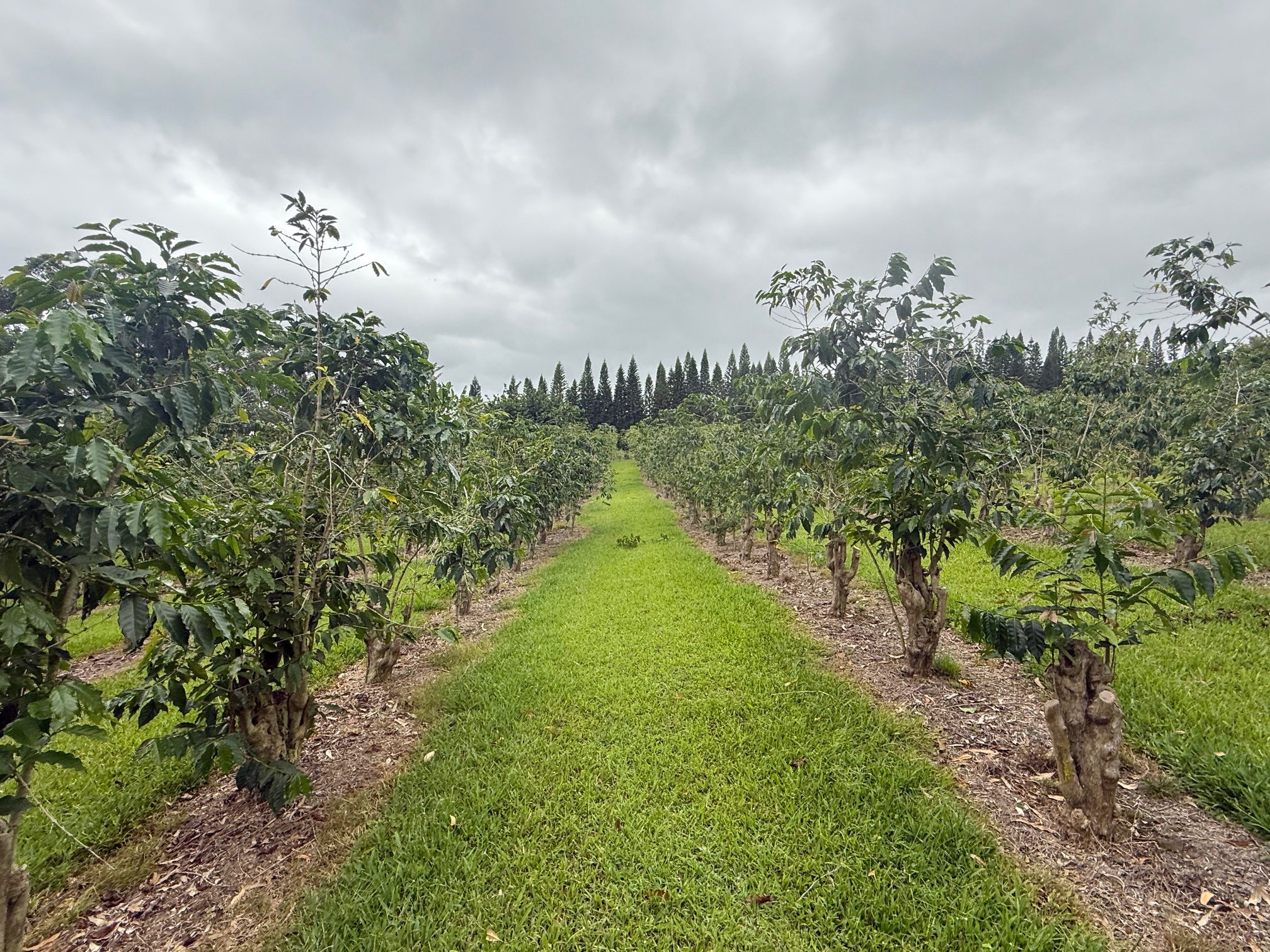 96-1970 Lot 65 Kumupea Road Pahala, HI 96777 - Photo 11 of 24 a view of a garden
