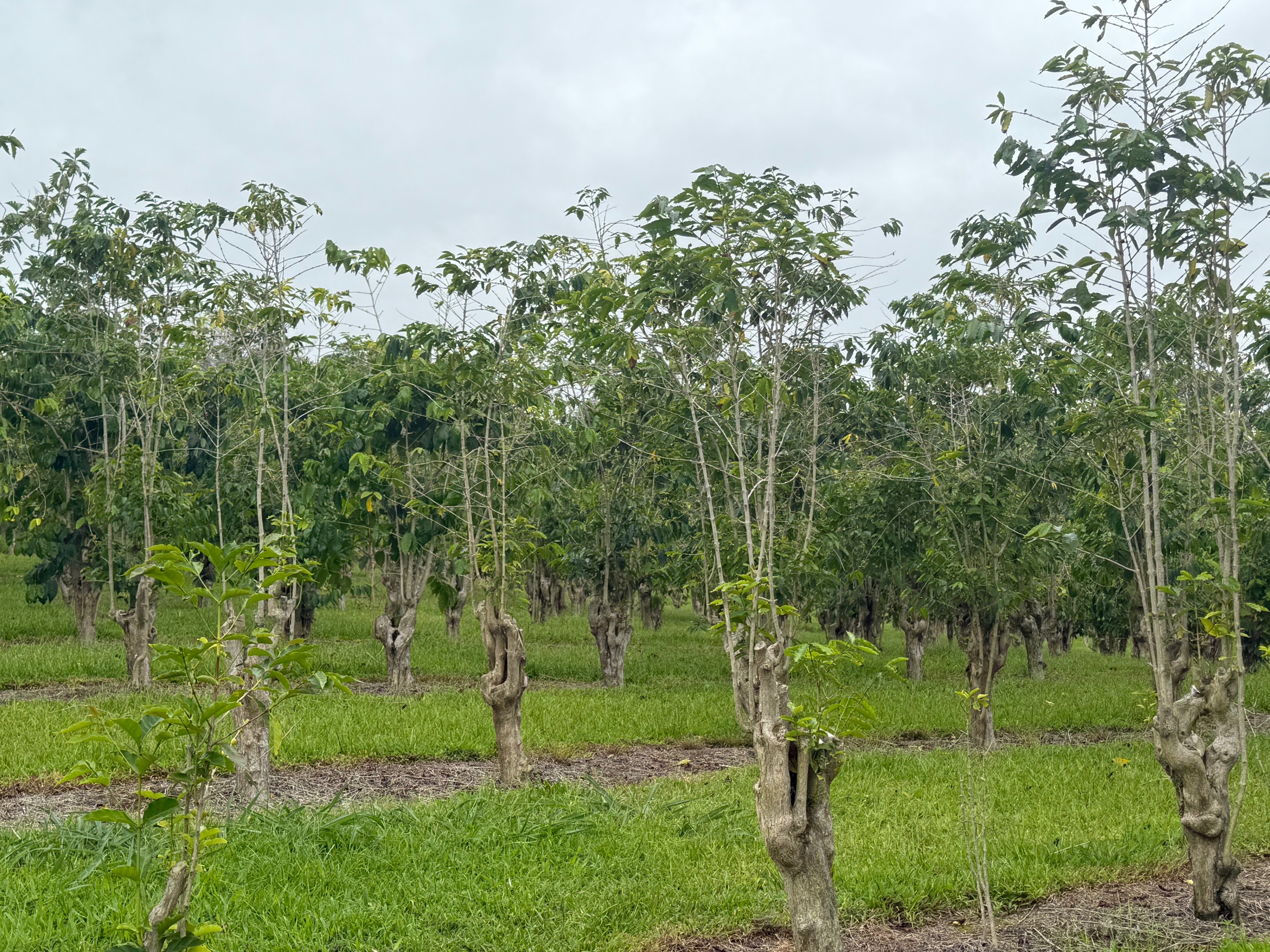96-1970 Lot 65 Kumupea Road Pahala, HI 96777 - Photo 12 of 24 a view of a lush green forest