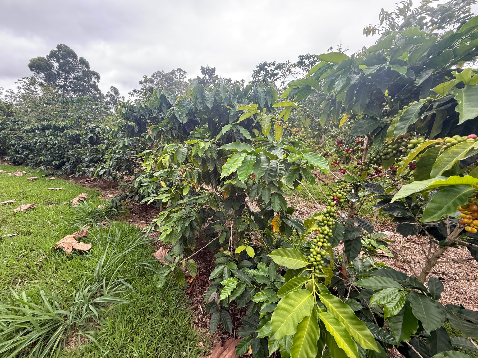 96-1970 Lot 65 Kumupea Road Pahala, HI 96777 - Photo 14 of 24 a view of a garden