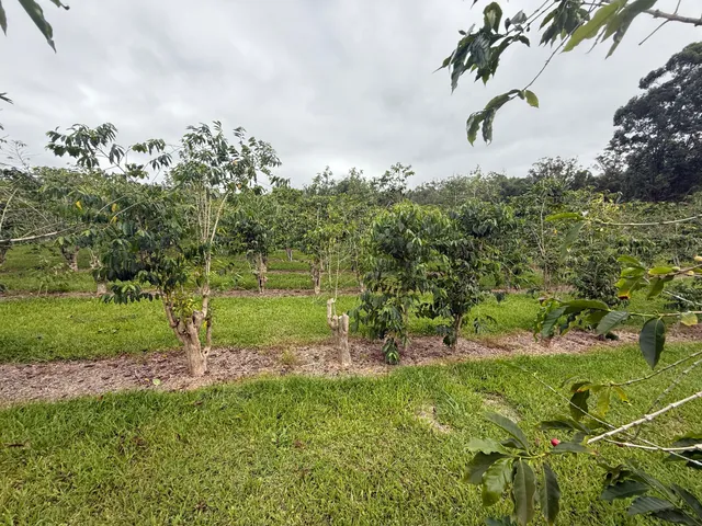 a lush green forest with lots of trees