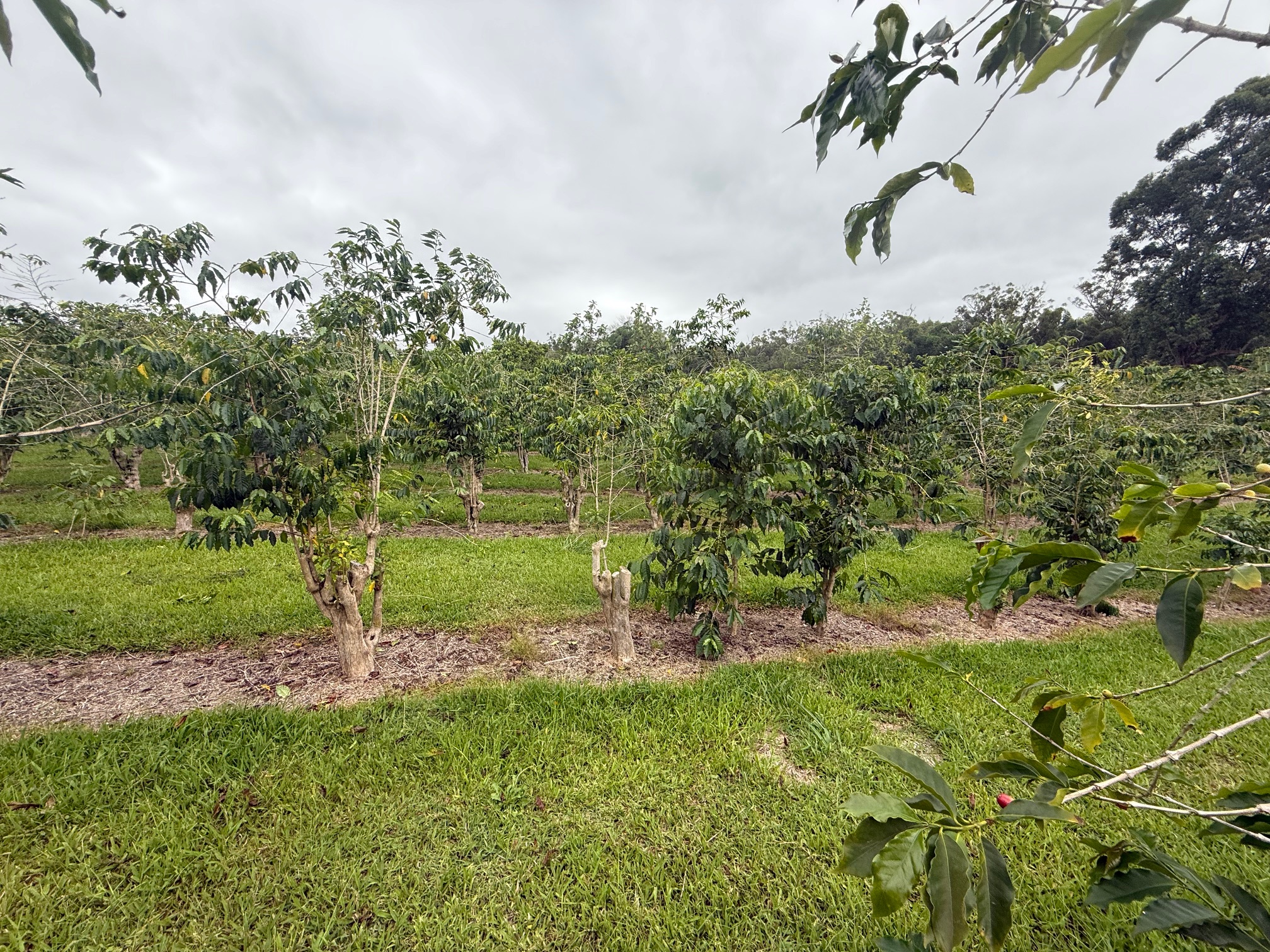 96-1970 Lot 65 Kumupea Road Pahala, HI 96777 - Photo 15 of 24 a view of a park