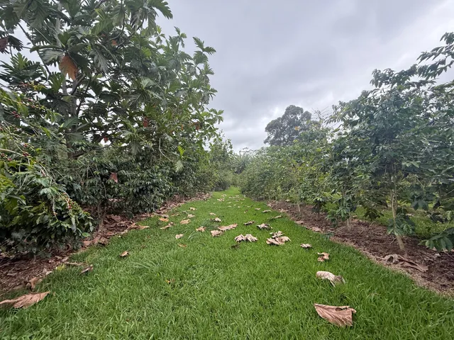 a view of a trees in a yard
