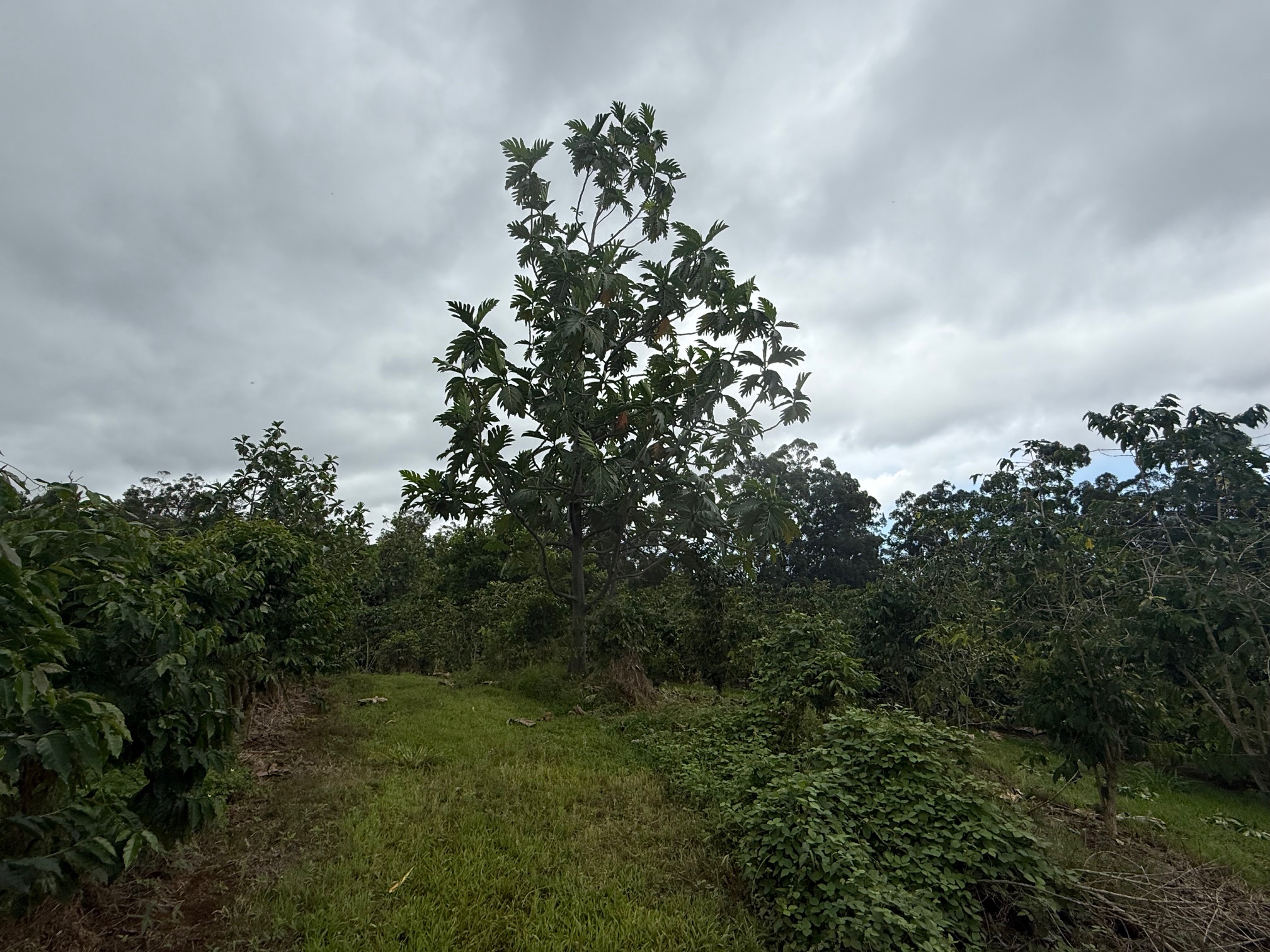96-1970 Lot 65 Kumupea Road Pahala, HI 96777 - Photo 17 of 24 a view of a trees in a yard