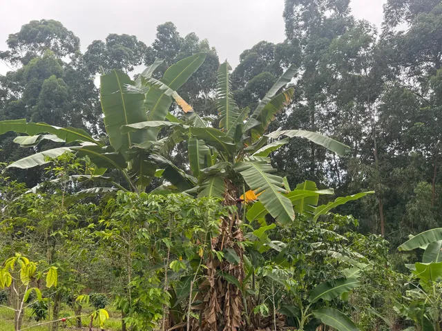 a view of backyard with green space