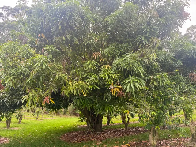 a close up of a plant in a garden