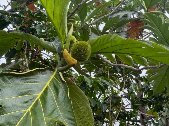 a view of a forest with trees