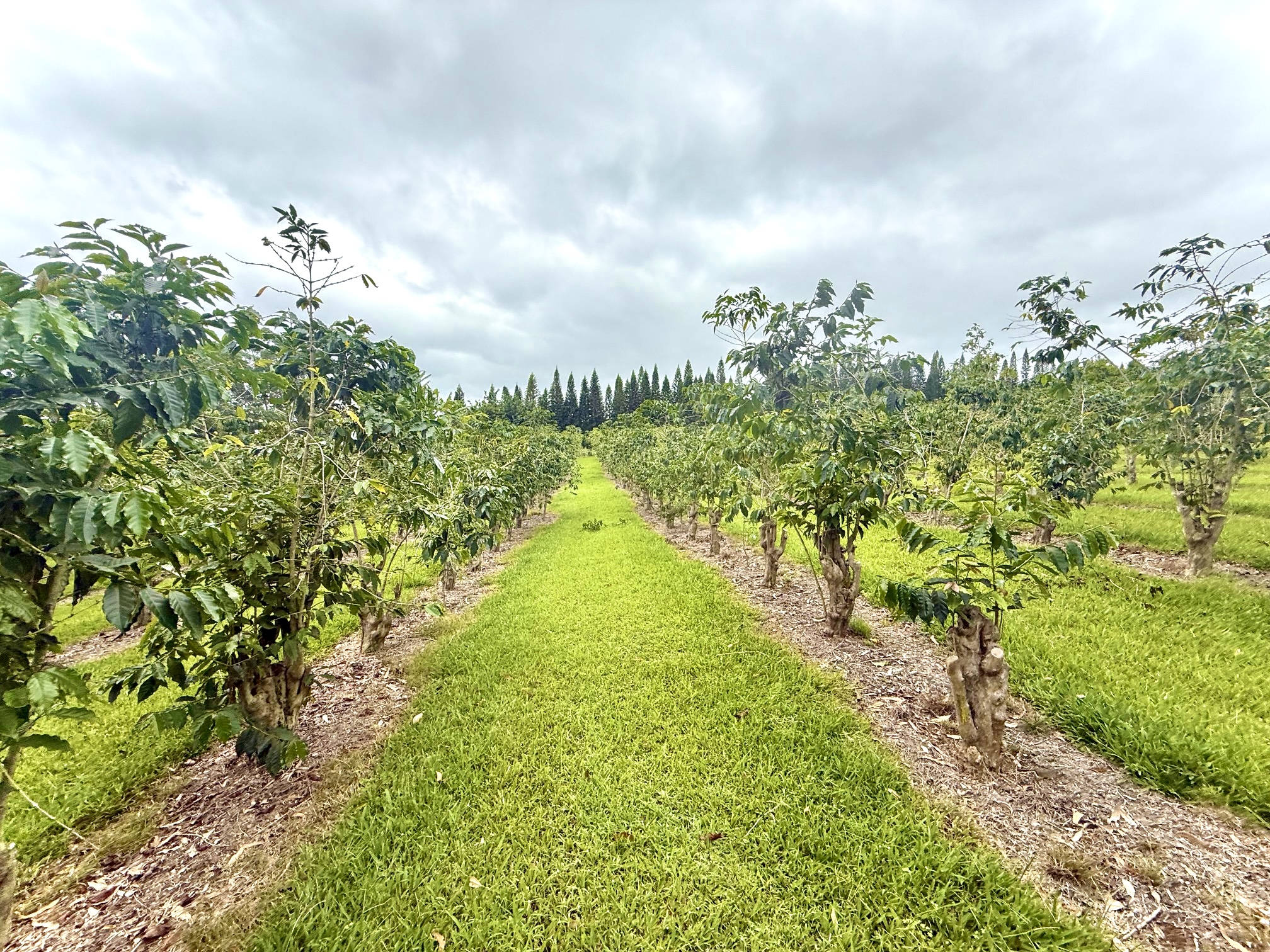 96-1970 Lot 65 Kumupea Road Pahala, HI 96777 - Photo 2 of 24 a view of a lake with a big yard