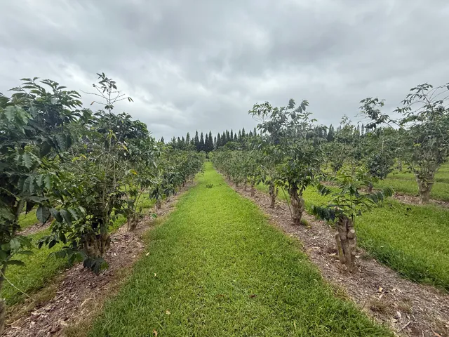 a view of a pathway both side of grassy field with shrub