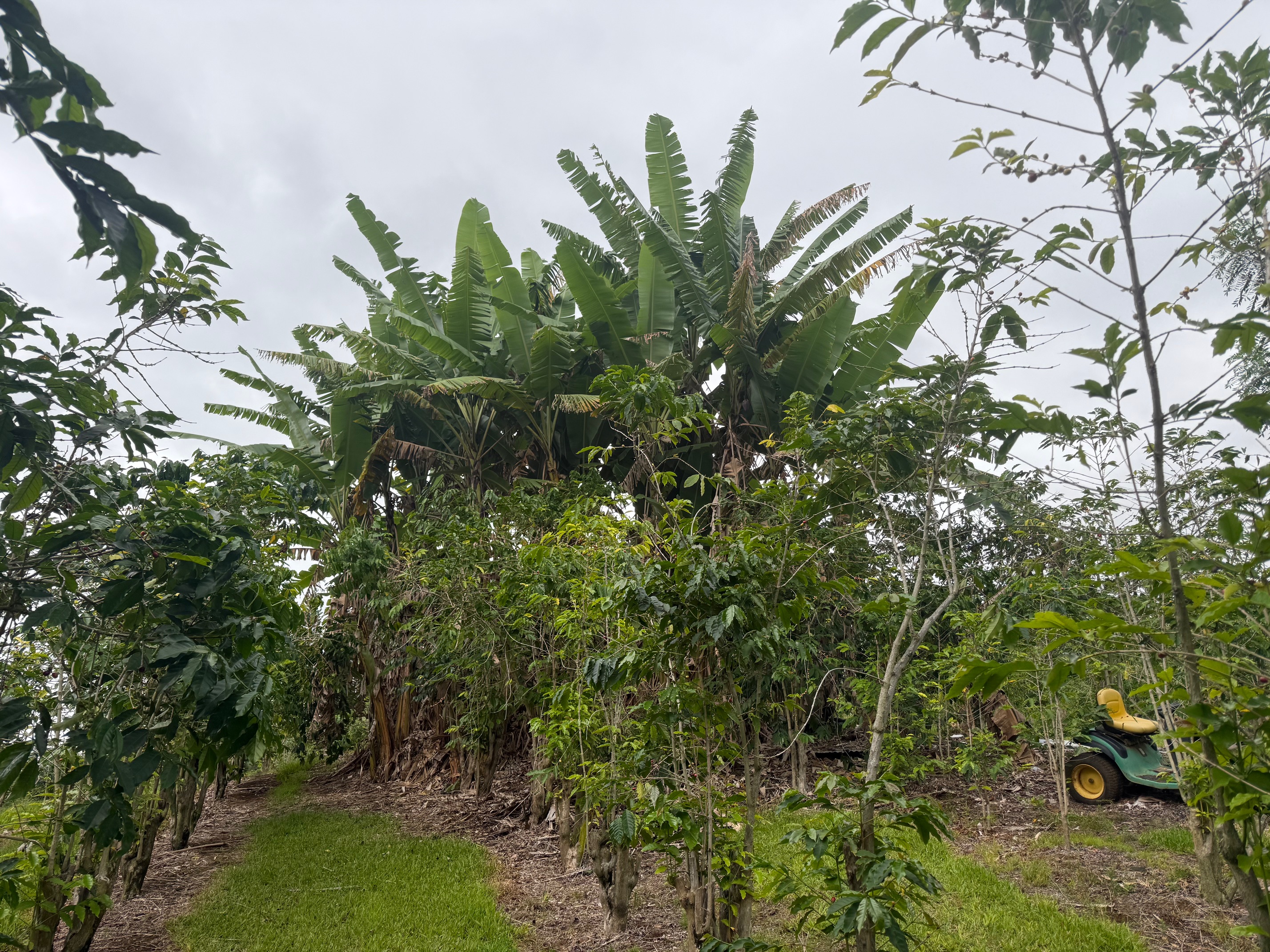 96-1970 Lot 65 Kumupea Road Pahala, HI 96777 - Photo 21 of 24