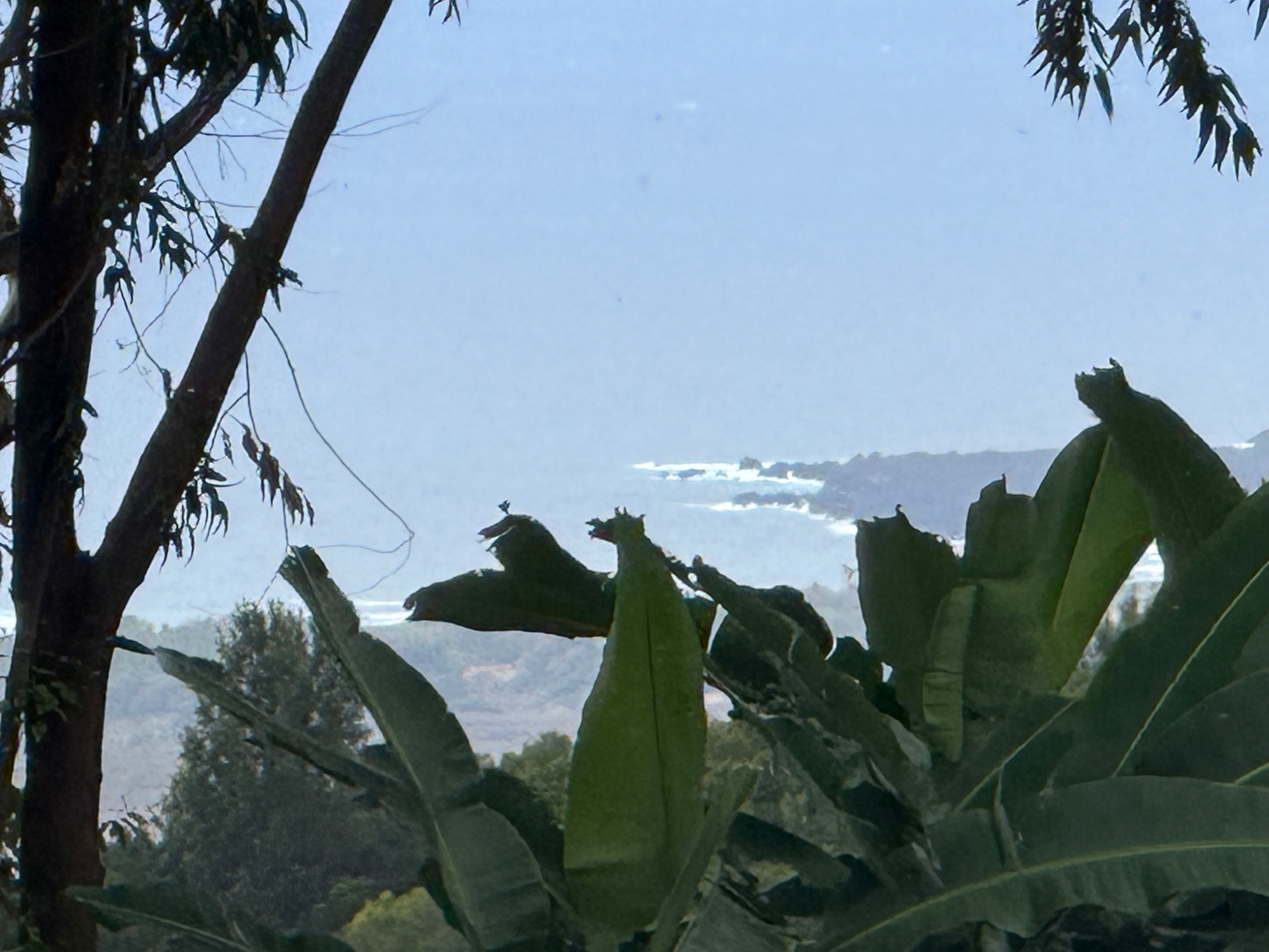 96-1970 Lot 65 Kumupea Road Pahala, HI 96777 - Photo 24 of 24 a view of a garden