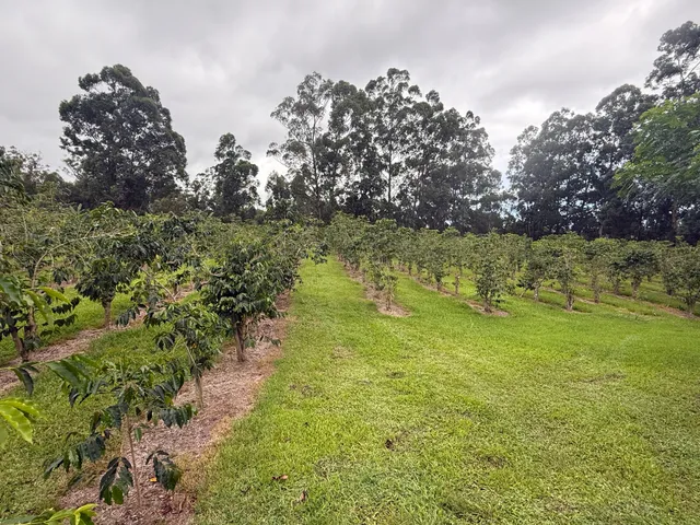 a view of yard with green space