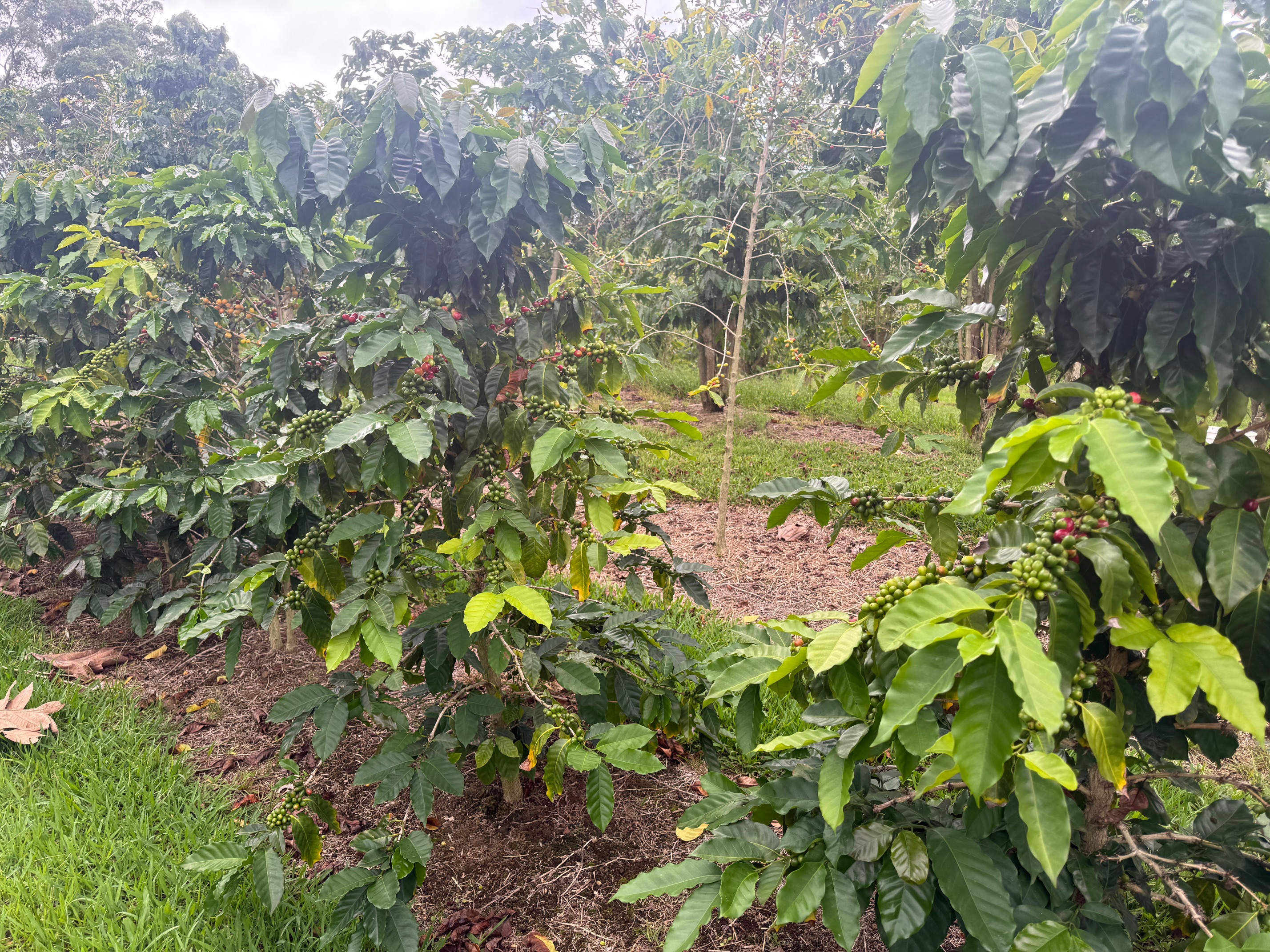 96-1970 Lot 65 Kumupea Road Pahala, HI 96777 - Photo 6 of 24 a bird view of tree