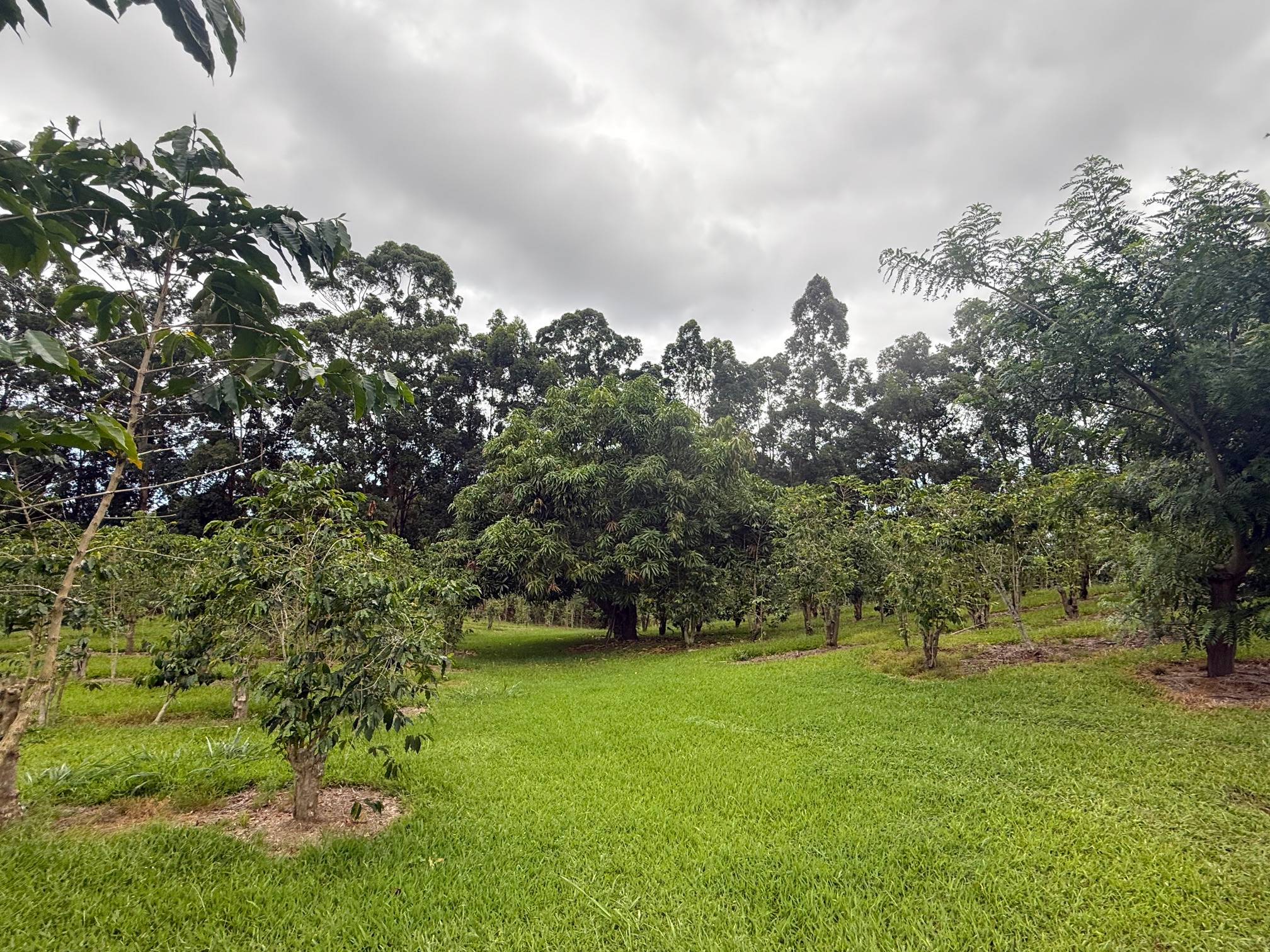 96-1970 Lot 65 Kumupea Road Pahala, HI 96777 - Photo 7 of 24