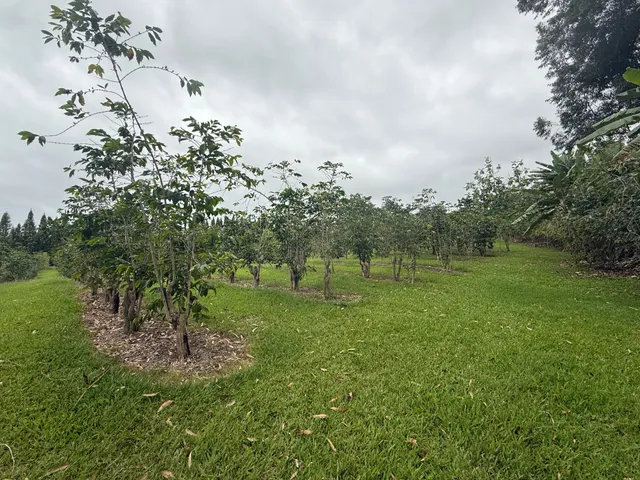 a big yard with lots of green space and trees