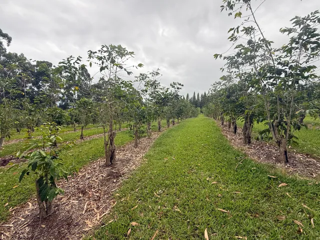 a green field with lots of trees