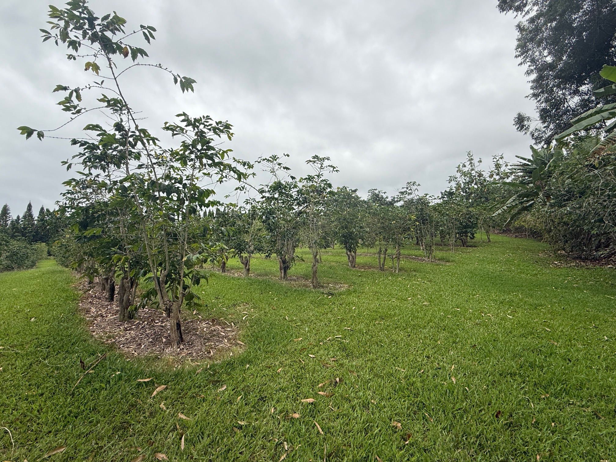 96-1970 Lot 65 Kumupea Road Pahala, HI 96777 - Photo 8 of 24 a big yard with lots of green space and trees