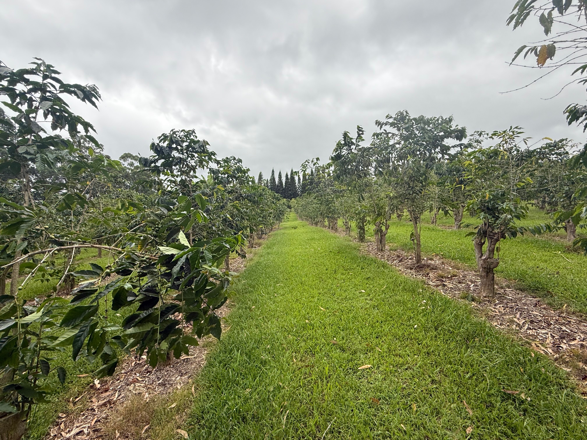 96-1970 Lot 65 Kumupea Road Pahala, HI 96777 - Photo 10 of 24 a view of a big yard with plants and large trees