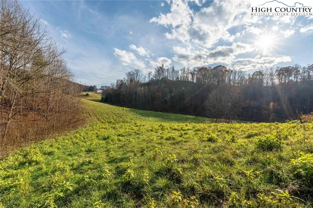 a view of tall trees and a yard