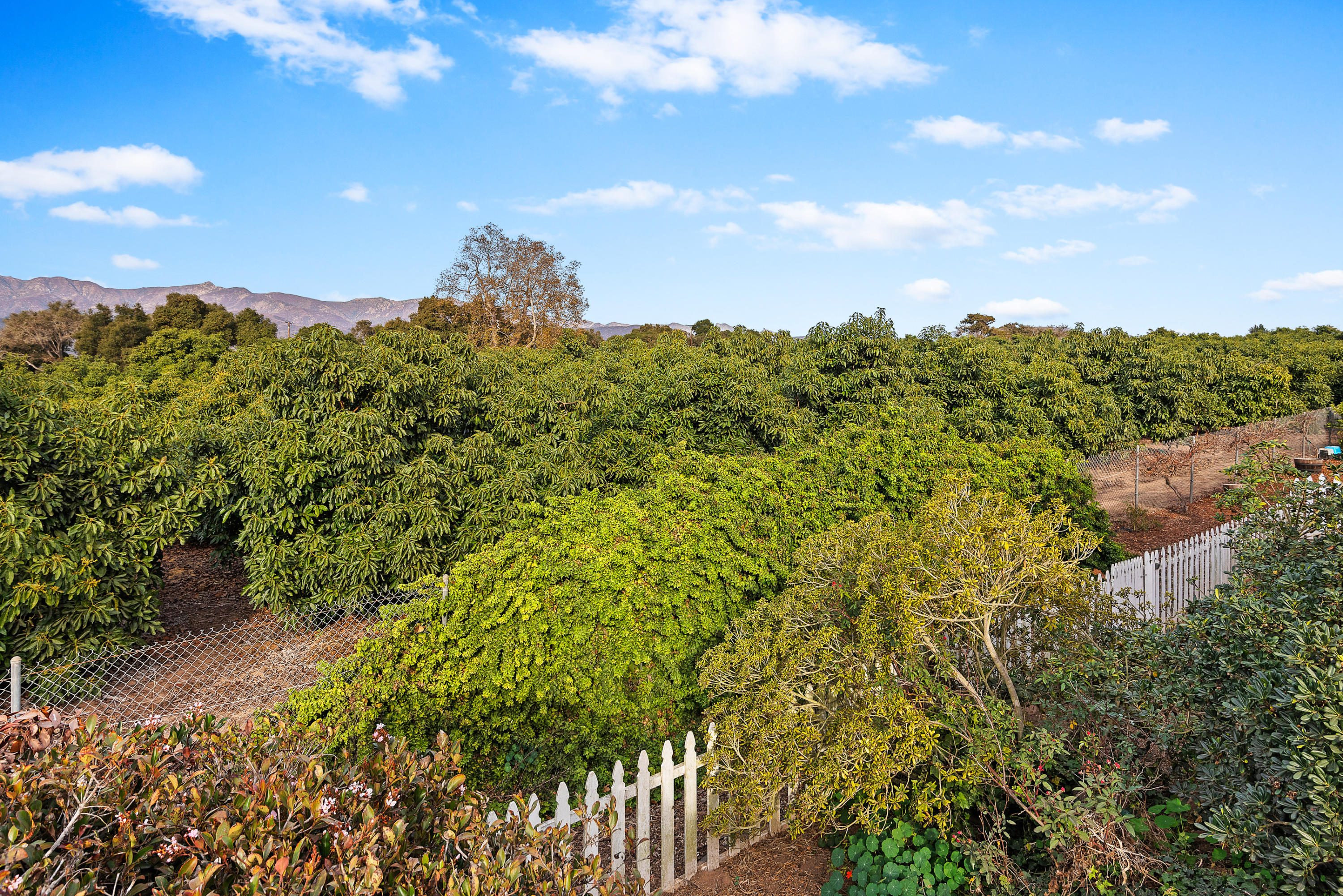 6180 Via Real, Unit 21 Carpinteria, CA 93013 - Photo 13 of 14 a view of a bunch of trees