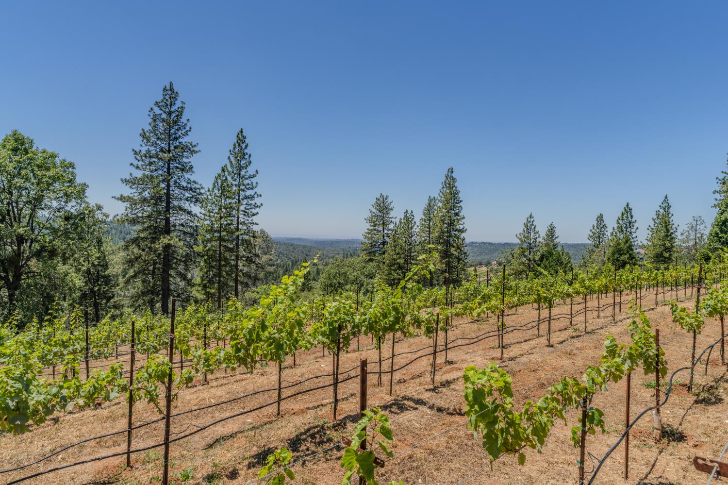 18591 Ponderosa Hills Road Volcano, CA 95689 - Photo 20 of 92