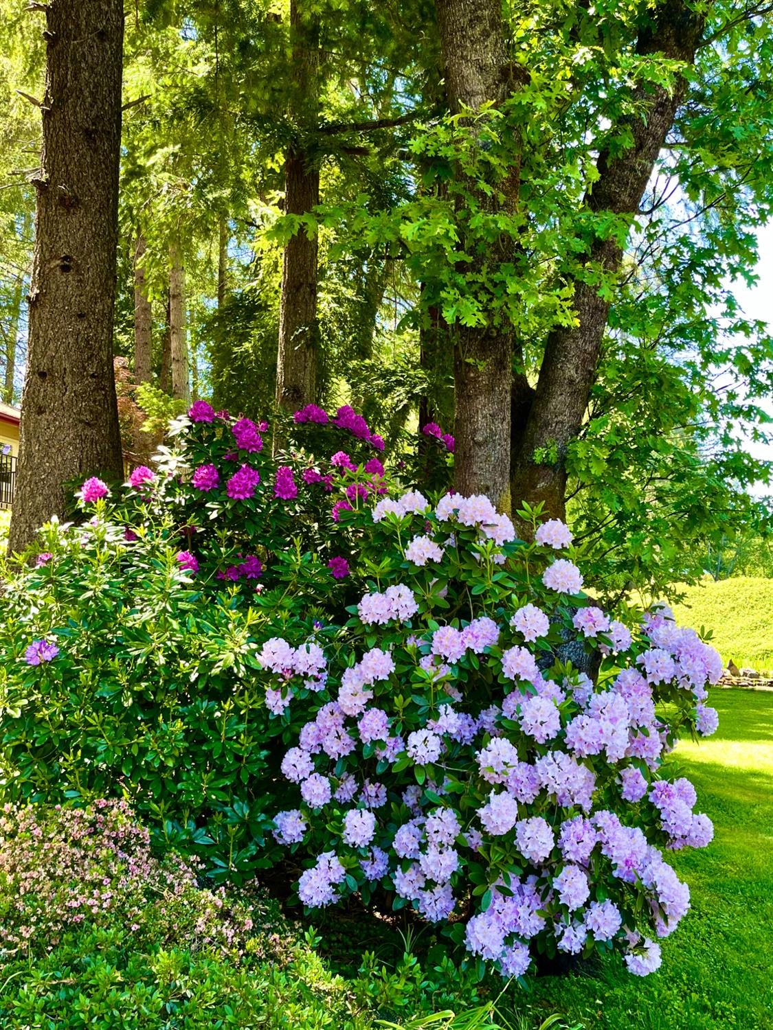 409 Live Oak Road Colfax, CA 95713 - Photo 56 of 74