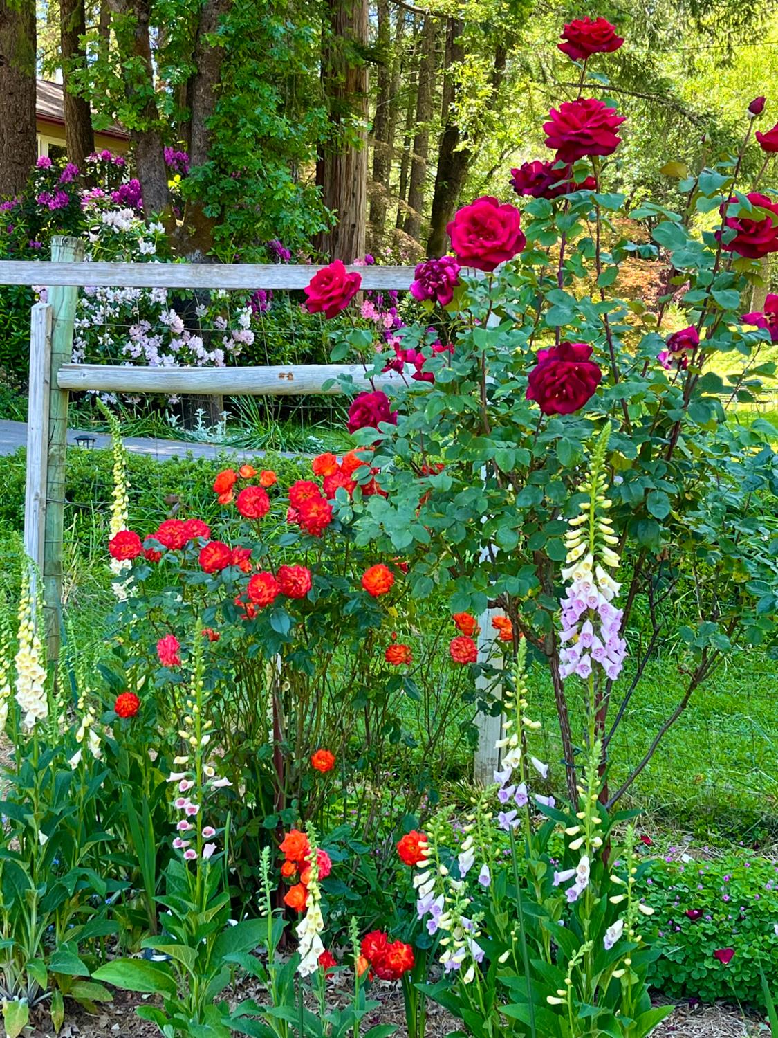 409 Live Oak Road Colfax, CA 95713 - Photo 57 of 74